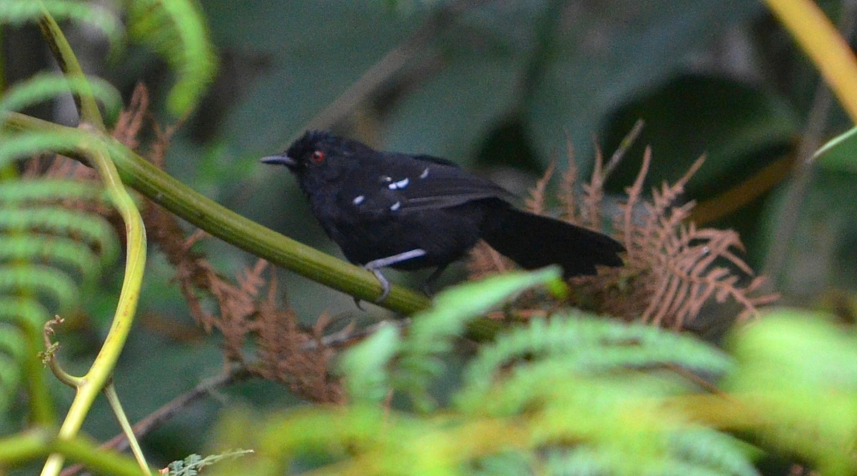 White-shouldered Fire-eye - ML312397681