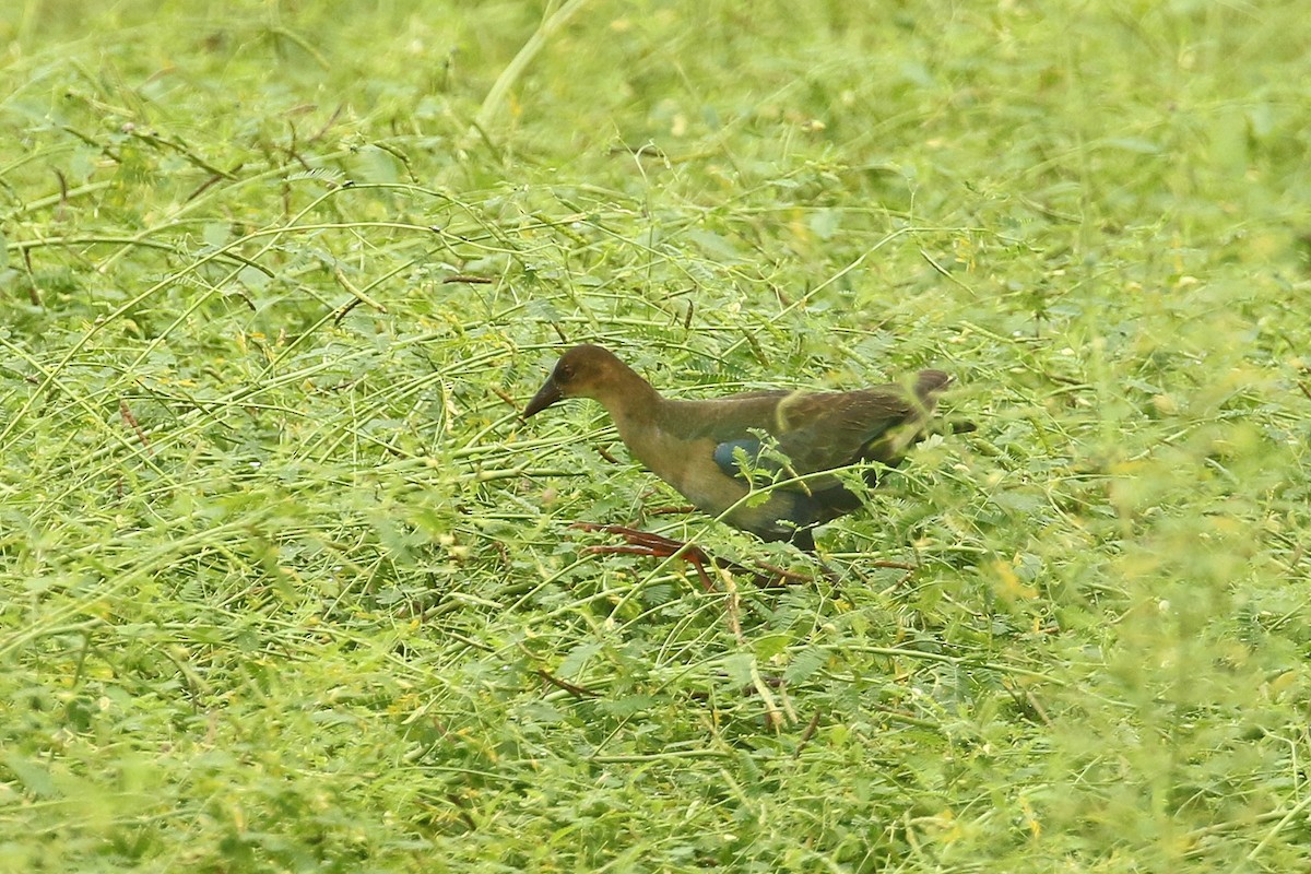 Allen's Gallinule - Dominic Mitchell