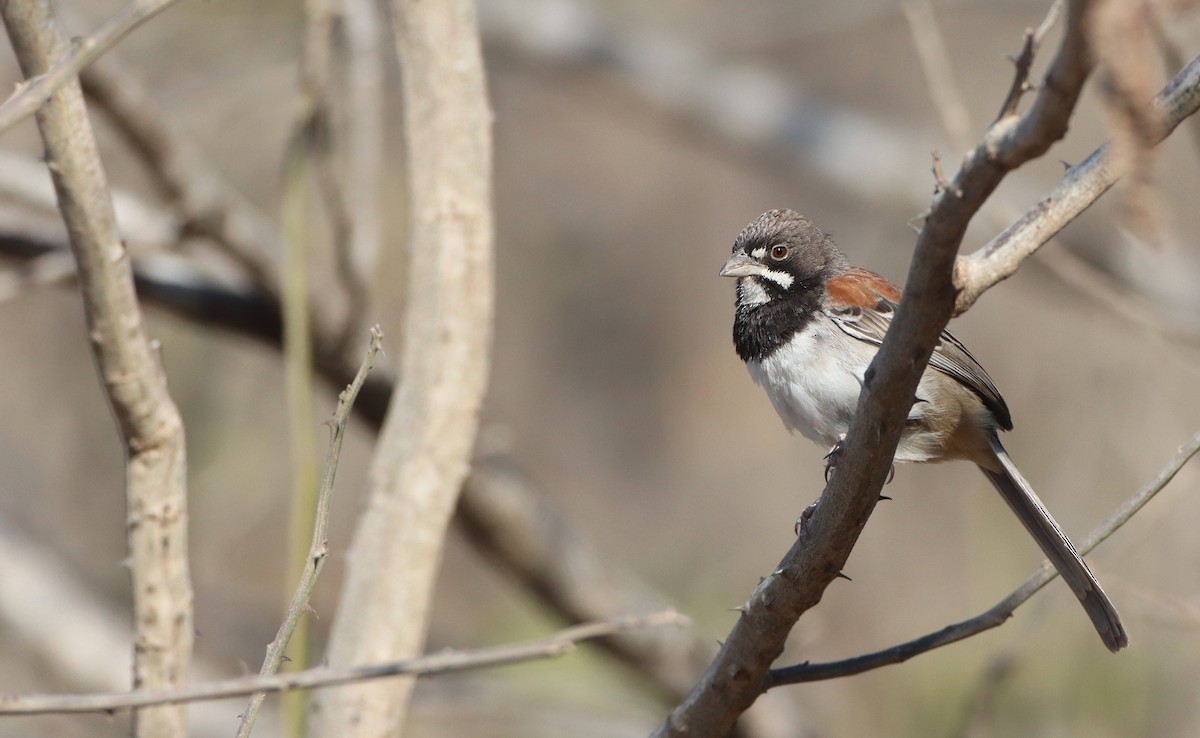 Black-chested Sparrow - Luke Seitz