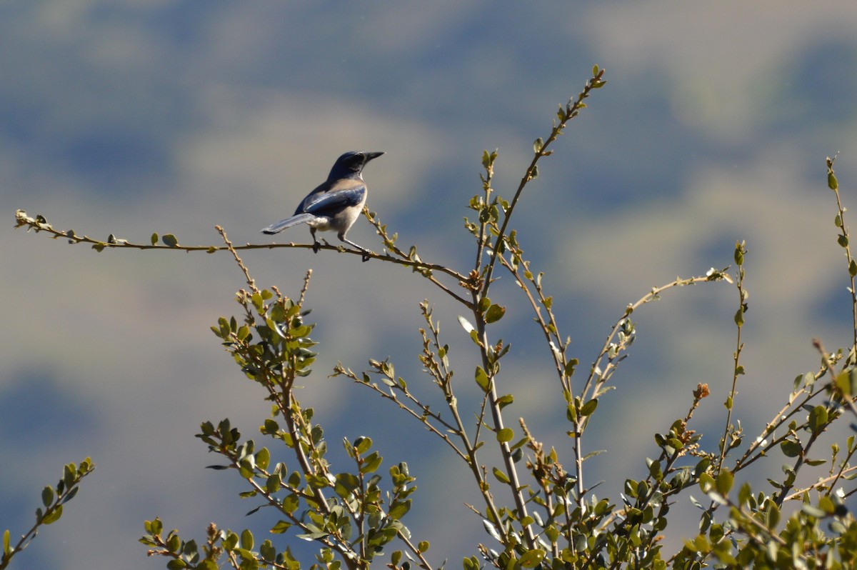 Geai buissonnier - ML312400251