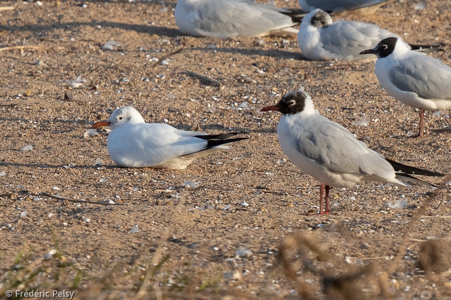 Black-headed Gull - ML312400281