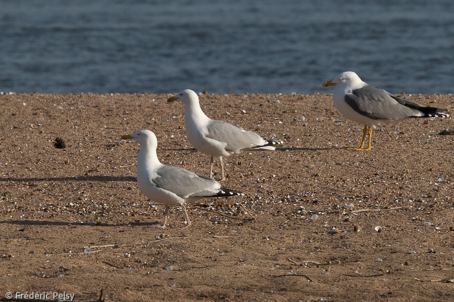 Herring Gull - ML312400421