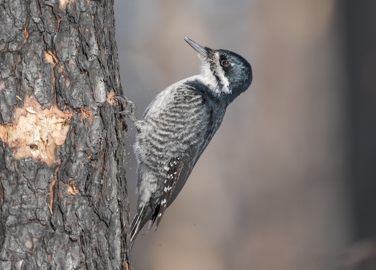 Black-backed Woodpecker - ML312400501