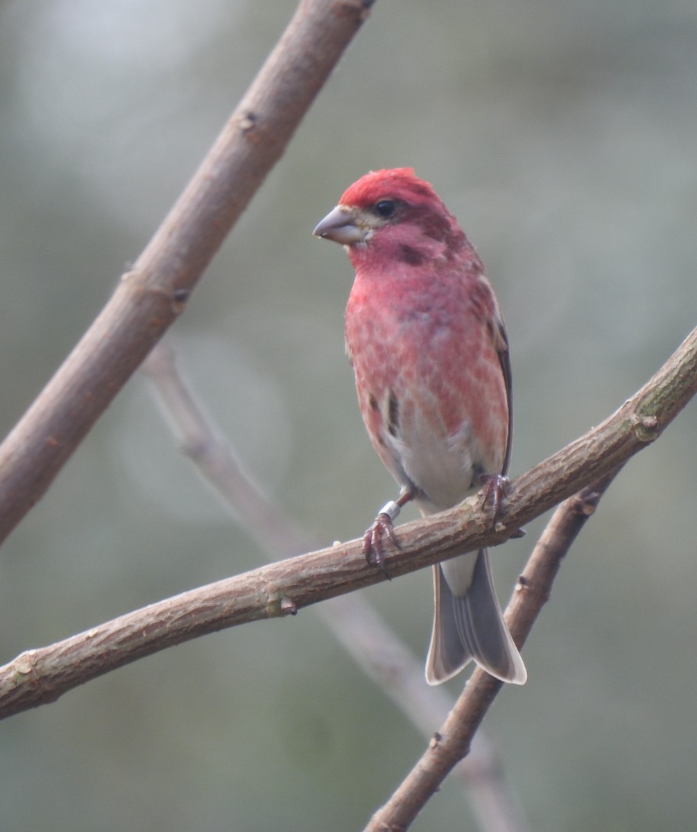 Purple Finch - ML312400511