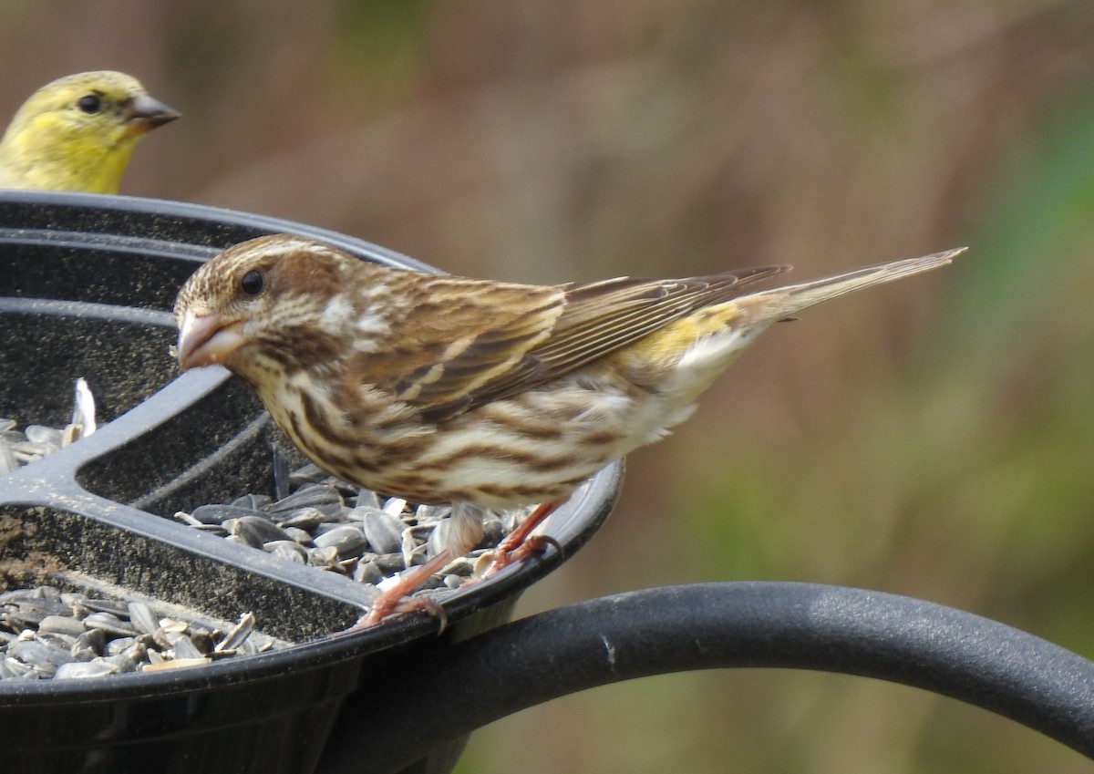 Purple Finch - ML312400881