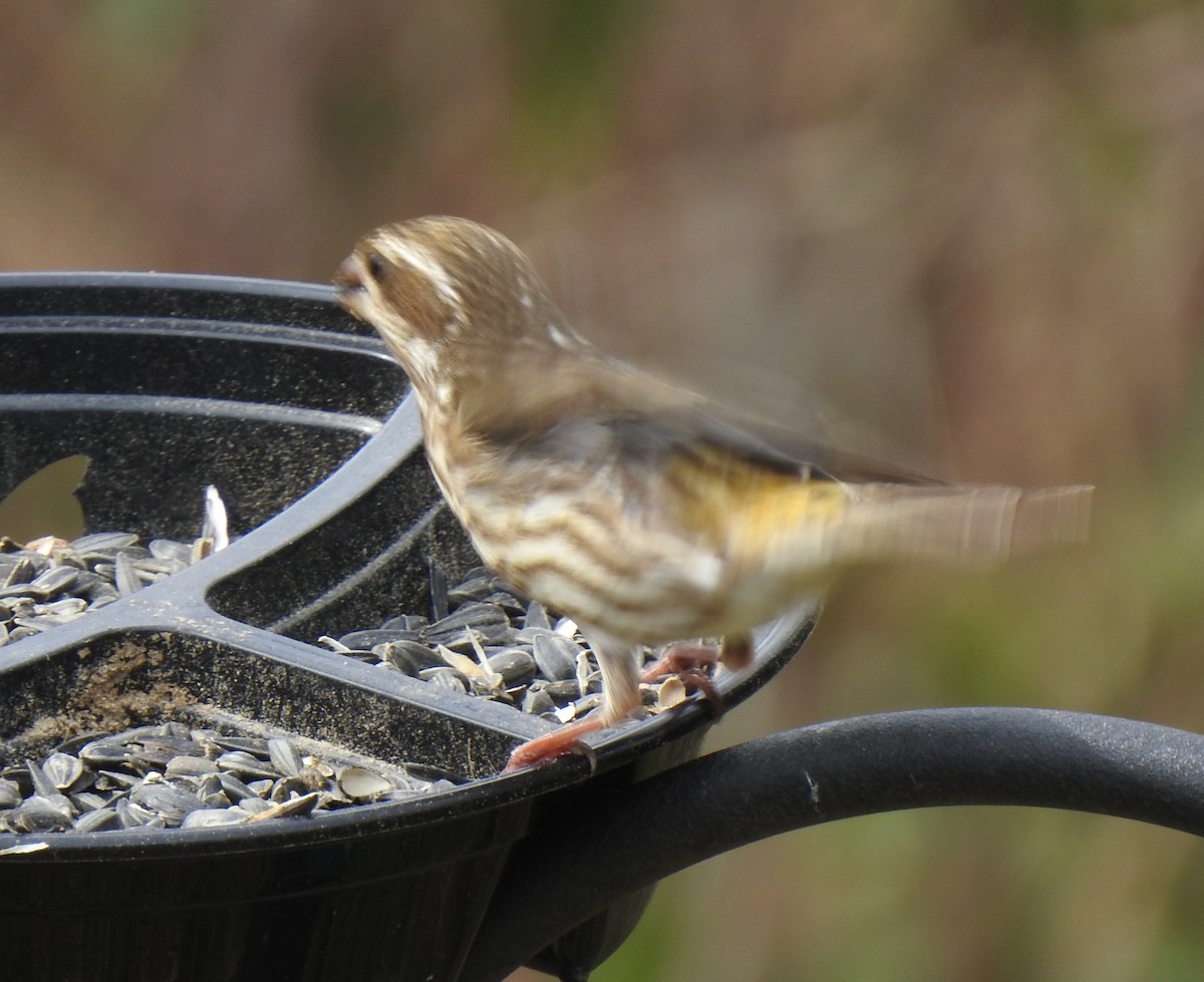 Purple Finch - ML312400931