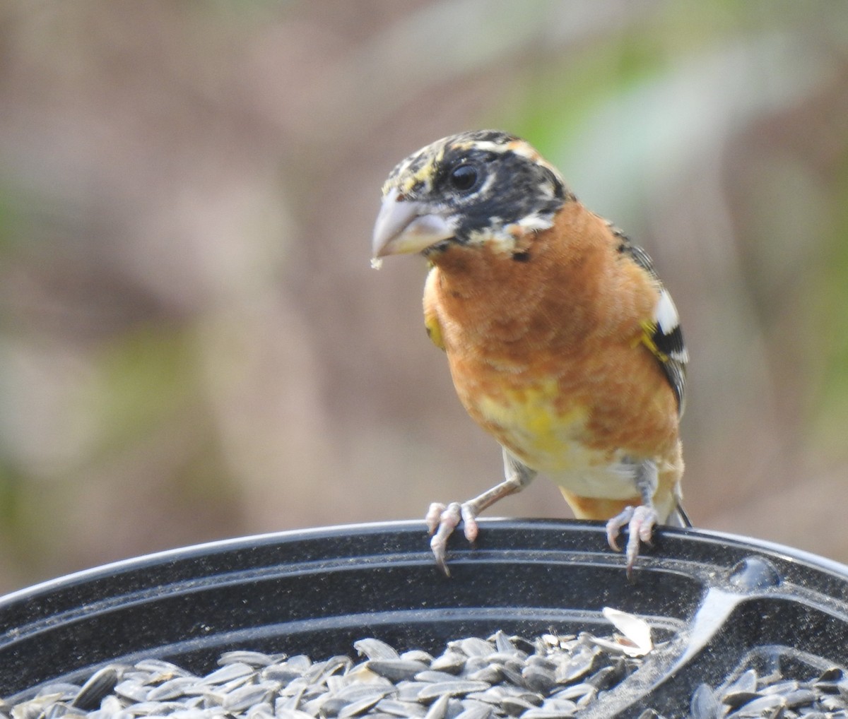 Black-headed Grosbeak - ML312401061