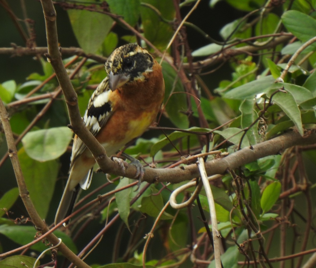 Black-headed Grosbeak - ML312401561