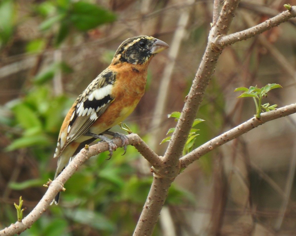 Black-headed Grosbeak - ML312402161