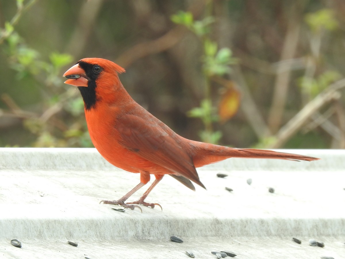 Northern Cardinal - ML312402181