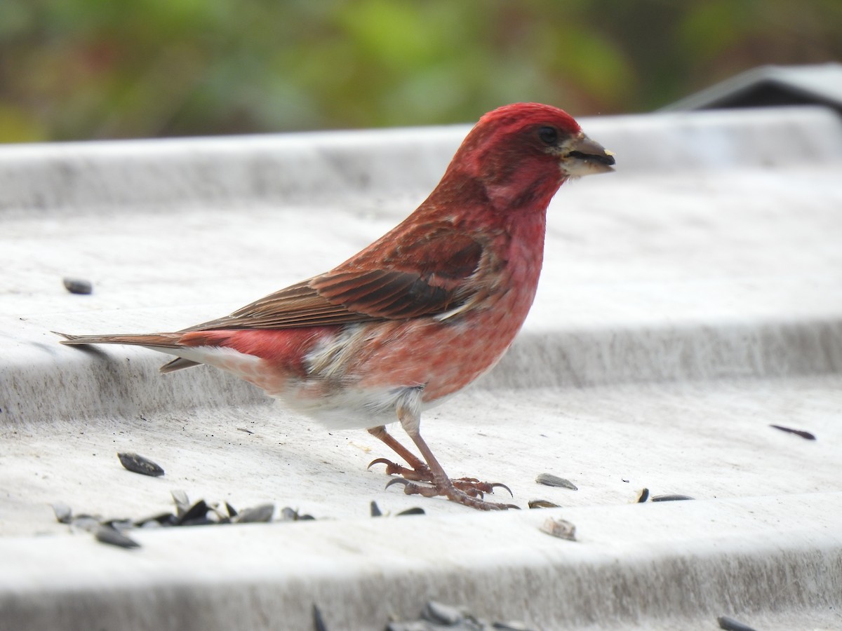 Purple Finch - ML312402241