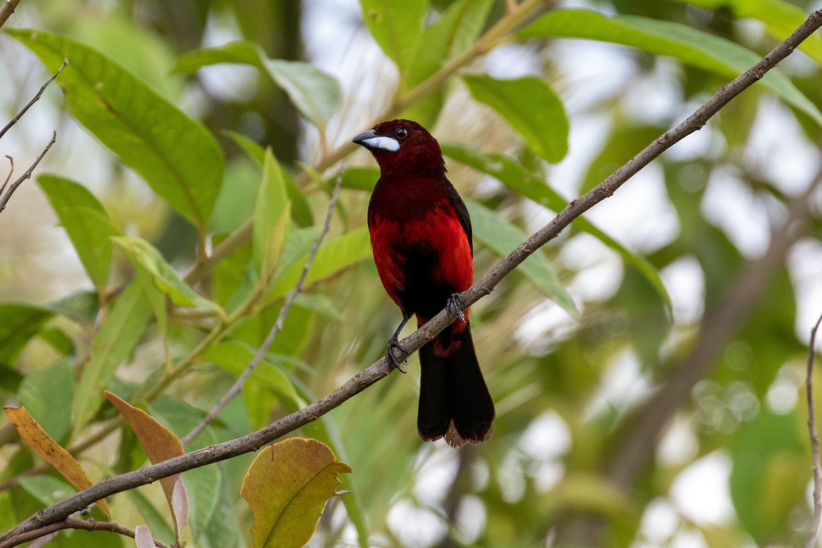 Black-bellied Tanager - Thibaud Aronson