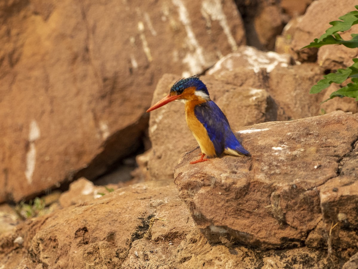 Malachite Kingfisher - Steven Hunter