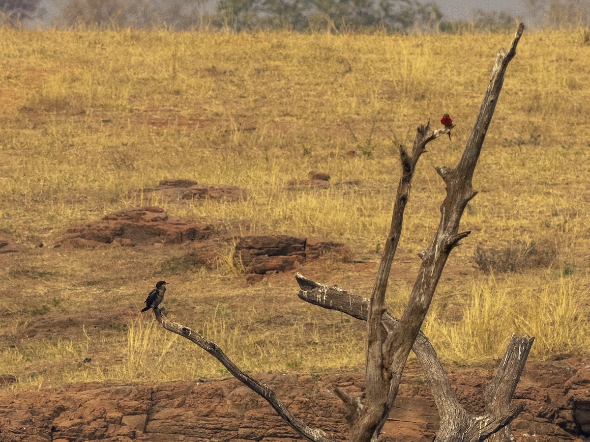 Southern Carmine Bee-eater - ML312407261