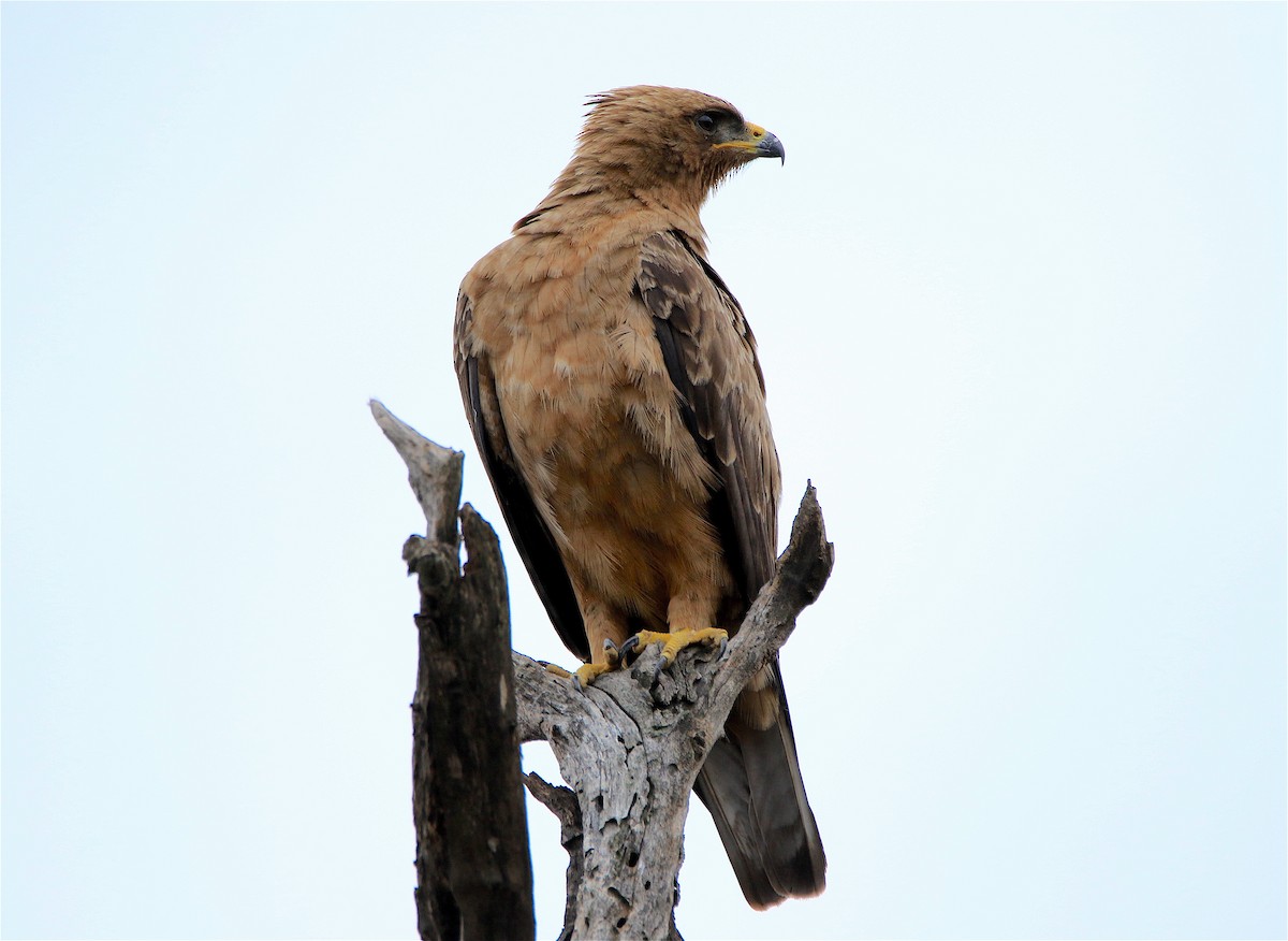 Wahlberg's Eagle - ML312407981