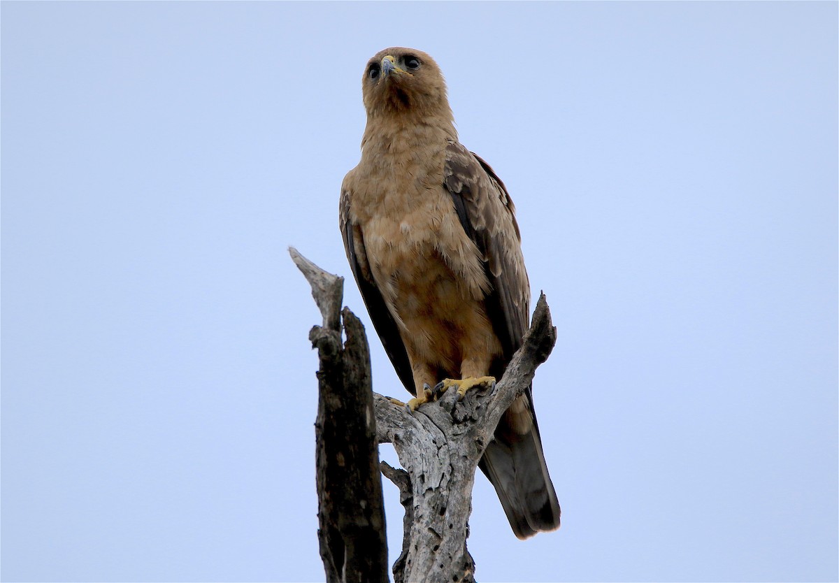 Wahlberg's Eagle - ML312408001