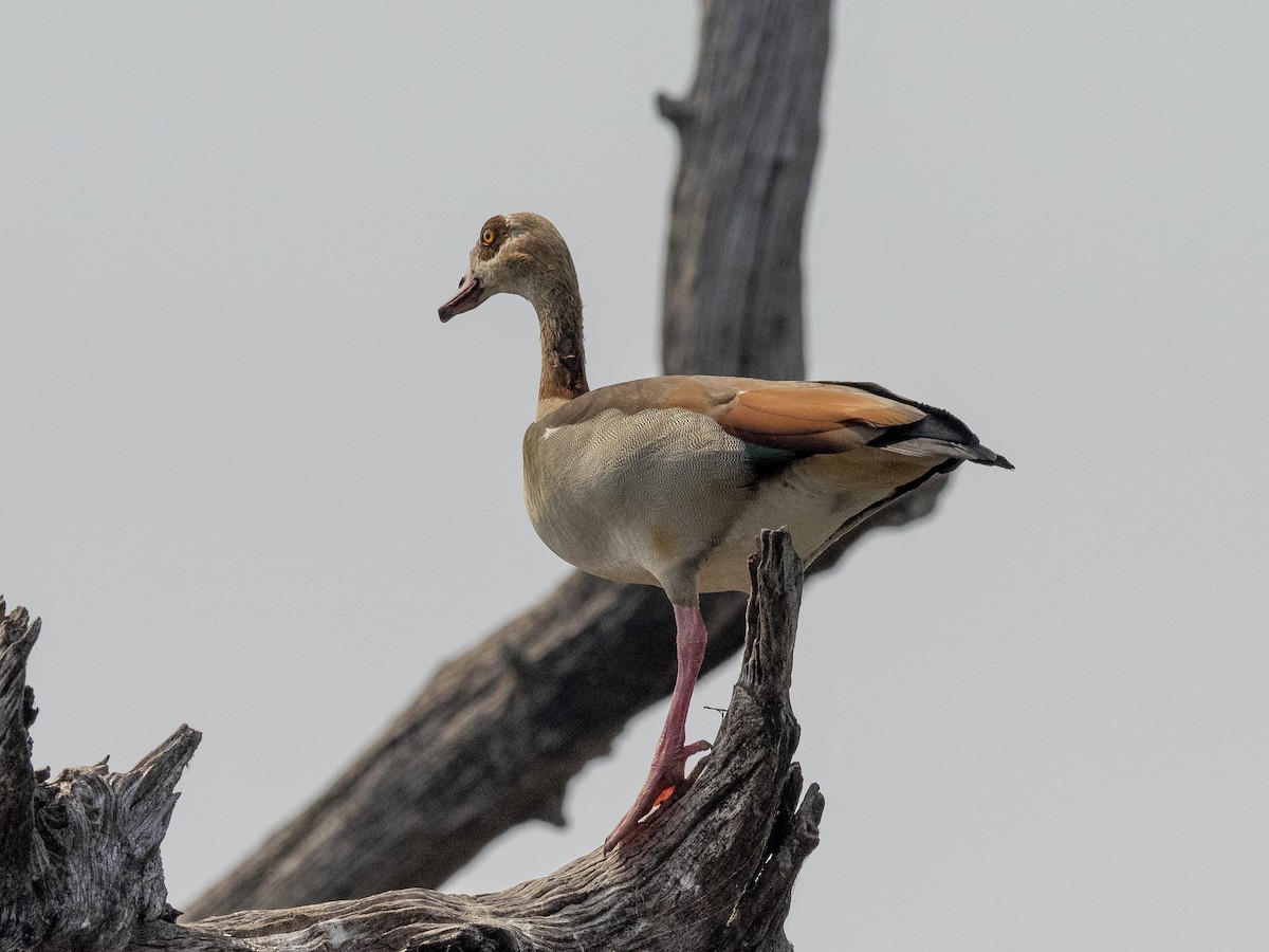 Egyptian Goose - ML312408181