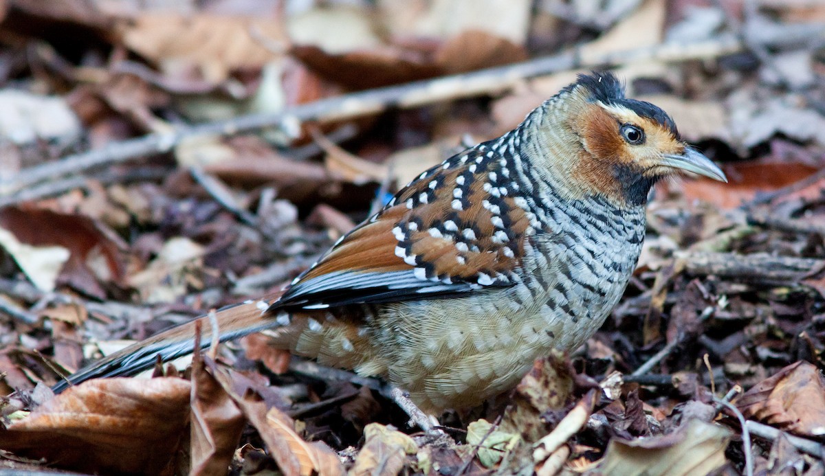Spotted Laughingthrush - ML31241071