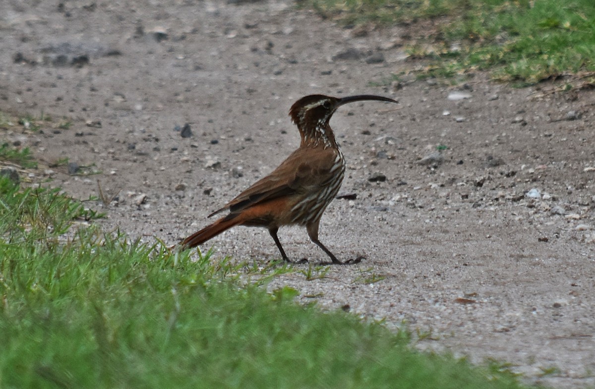 Scimitar-billed Woodcreeper - ML312412381