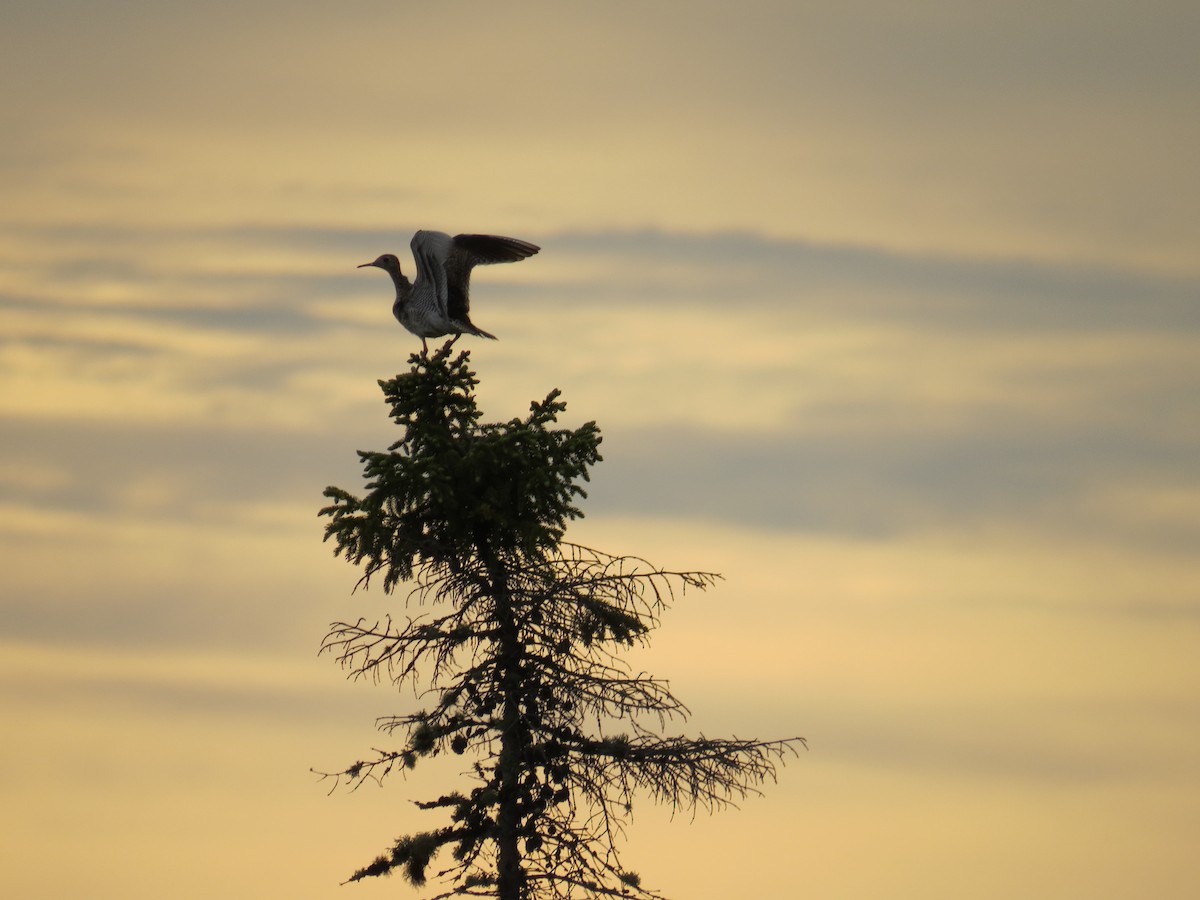 Прерийный кроншнеп - ML312412431