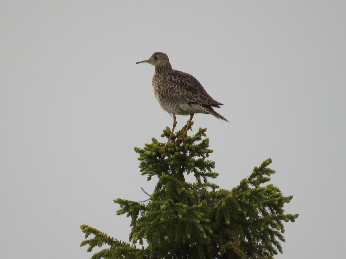 Прерийный кроншнеп - ML312412491