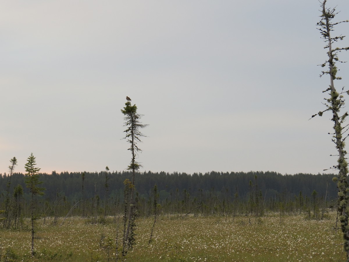 Прерийный кроншнеп - ML312412521