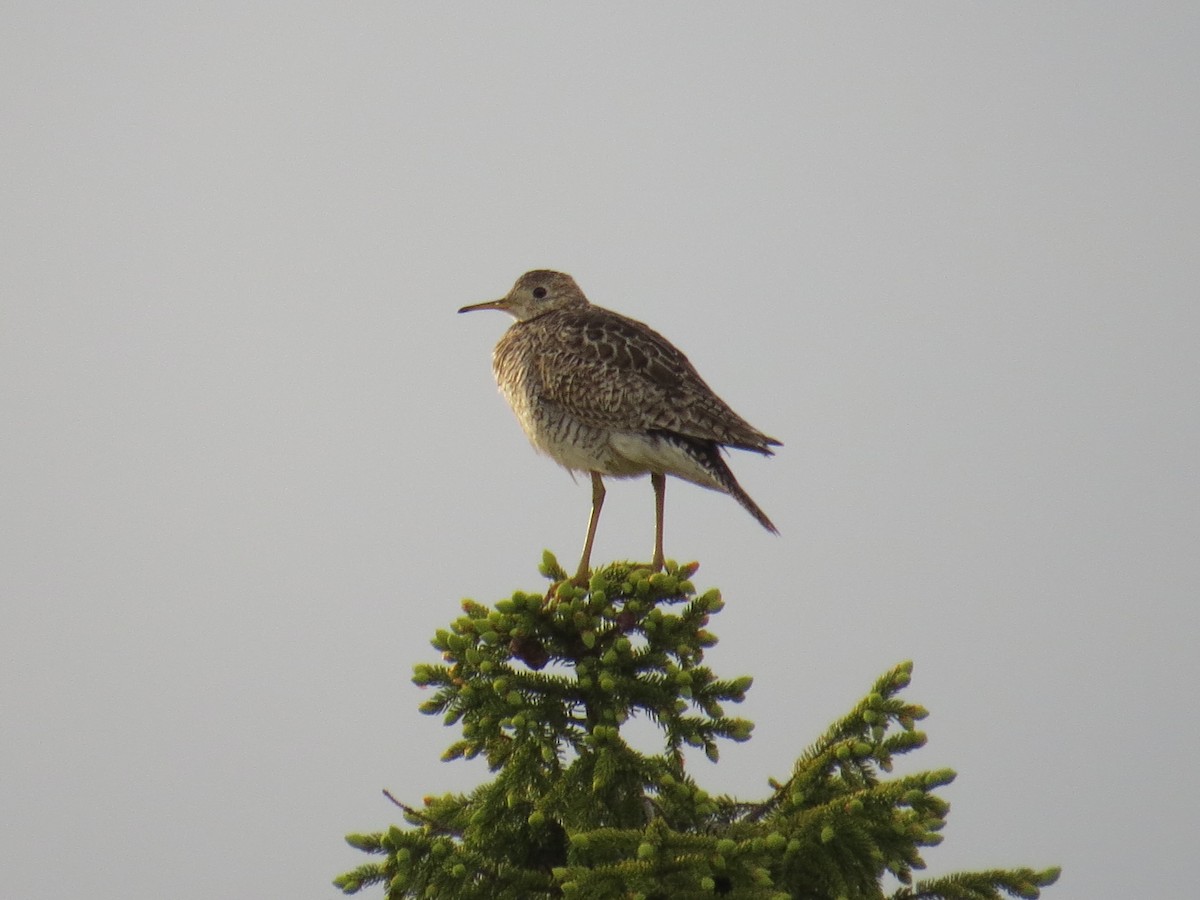 Прерийный кроншнеп - ML312412571