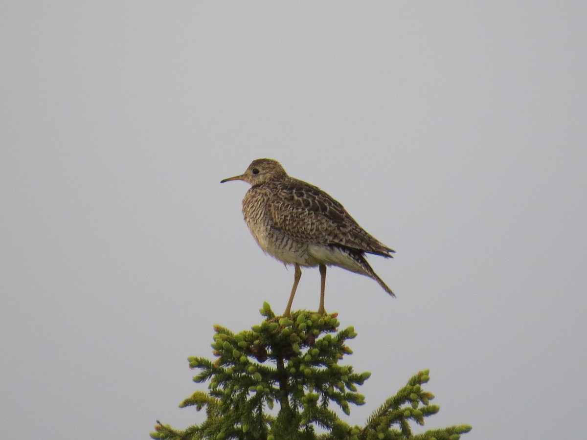 Прерийный кроншнеп - ML312412591