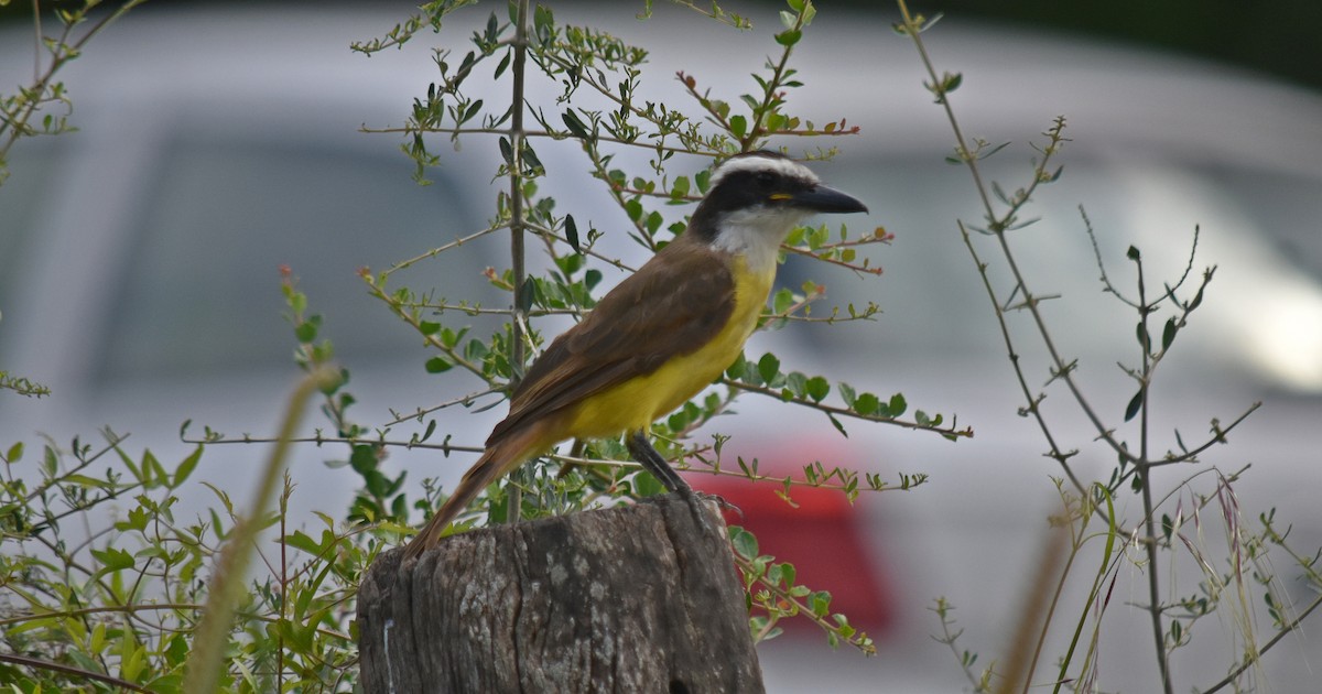 Great Kiskadee - ML312412701