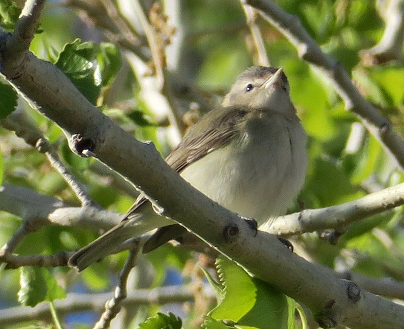 sangvireo - ML312413841