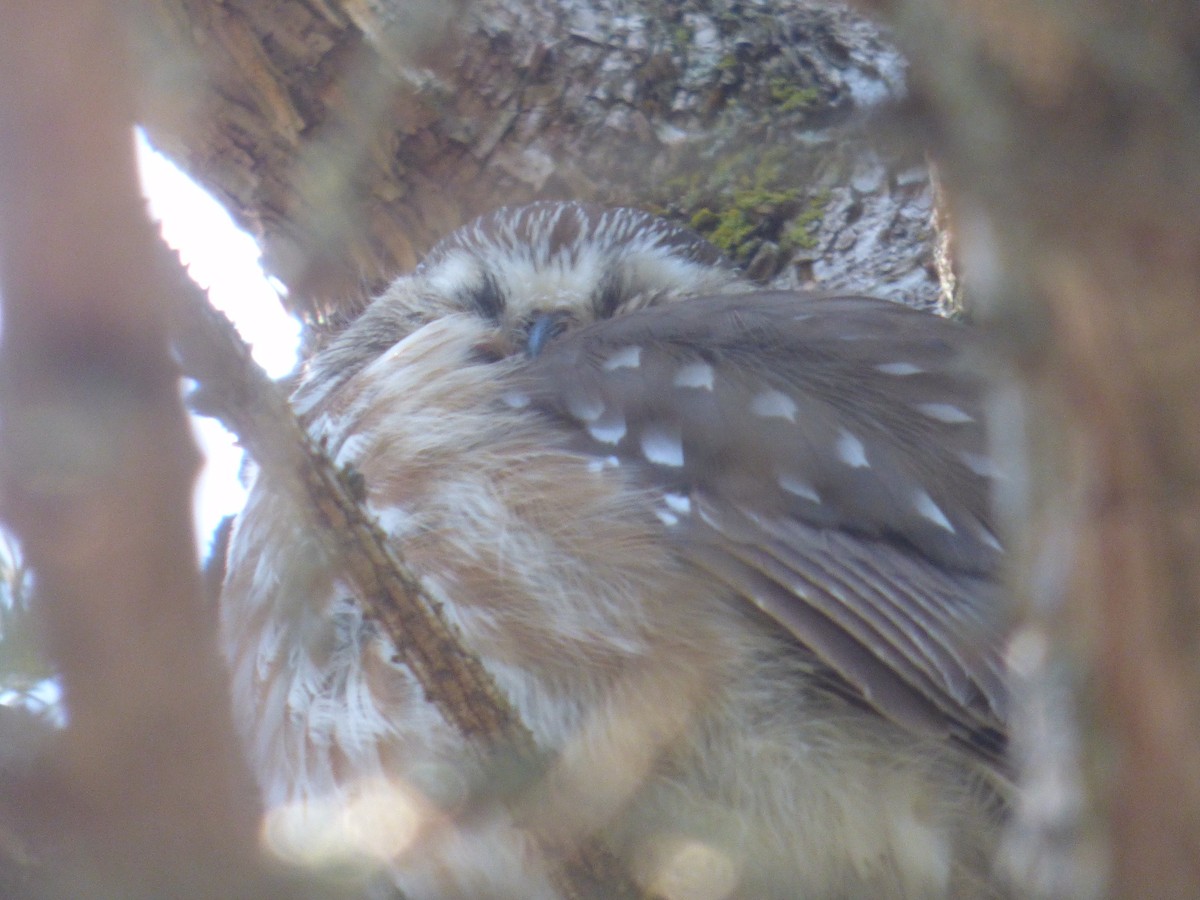 Northern Saw-whet Owl - C Douglas