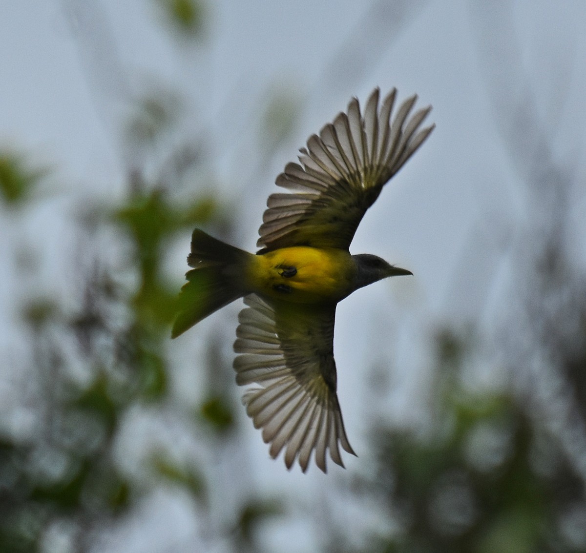 Tropical Kingbird - ML312418211