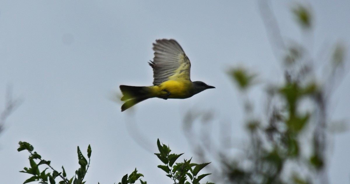 Tropical Kingbird - ML312418221