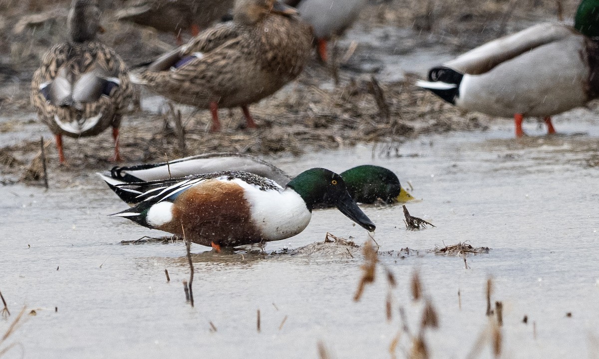 Northern Shoveler - ML312420861