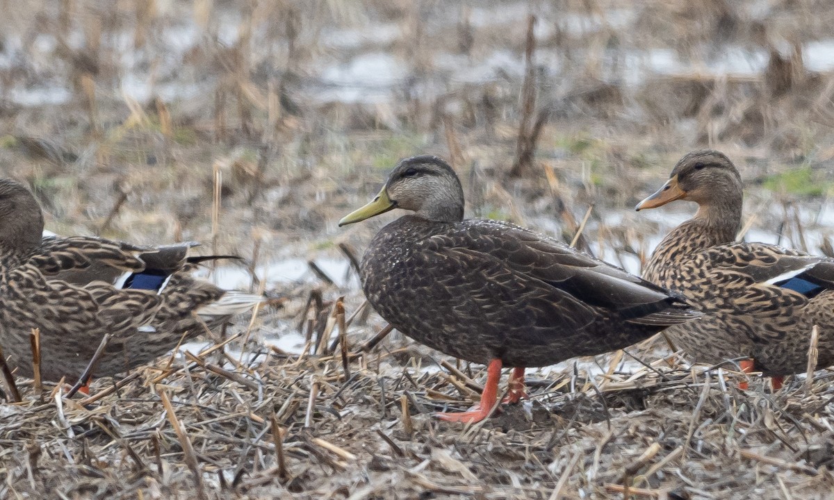 アメリカガモ - ML312421131