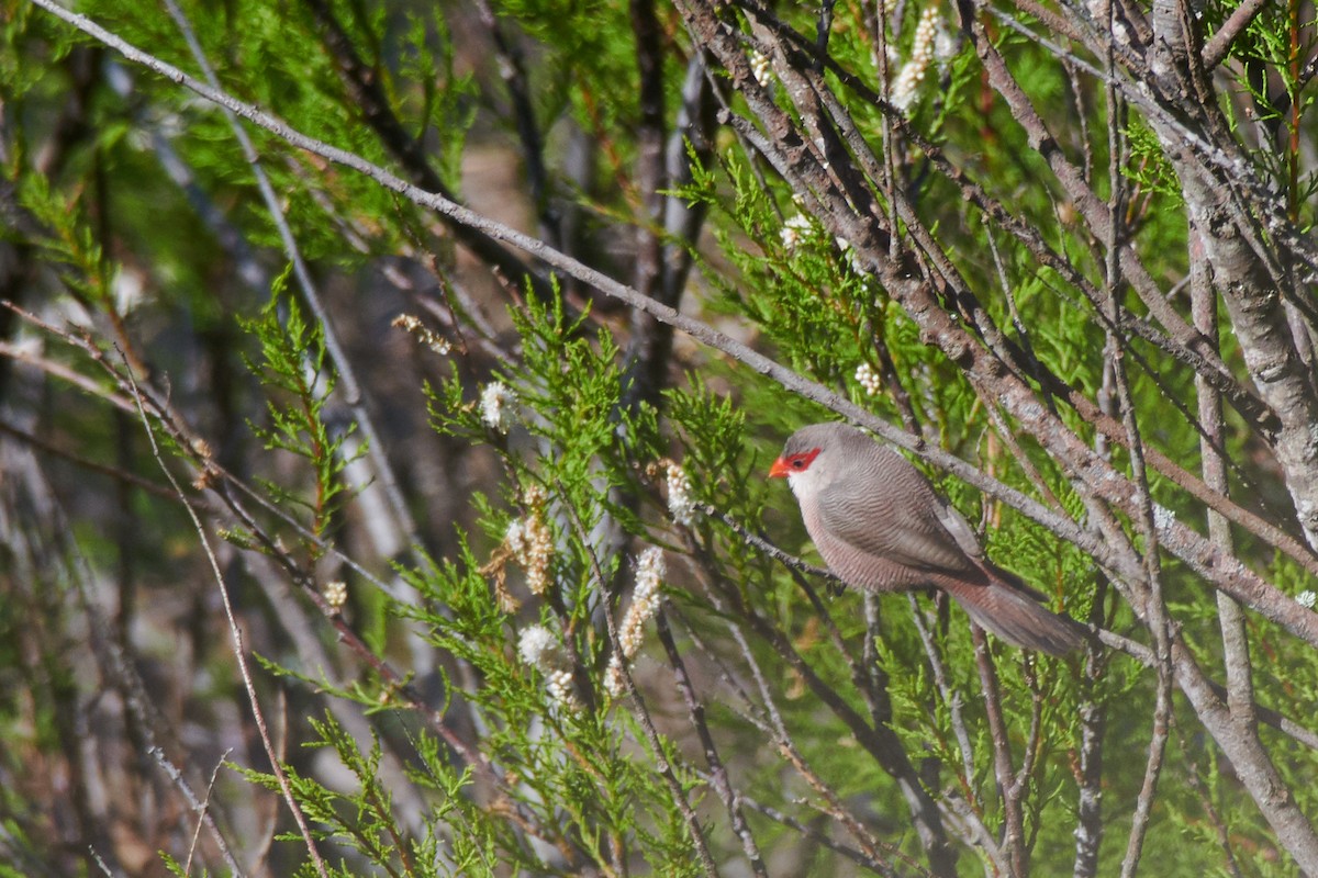 Estrilda mokogorria - ML312422071