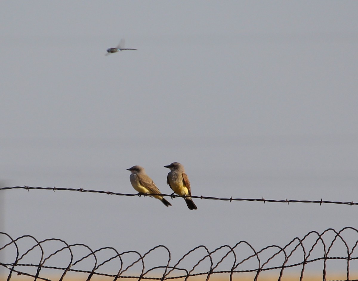 Western Kingbird - Jessie  Brantwein