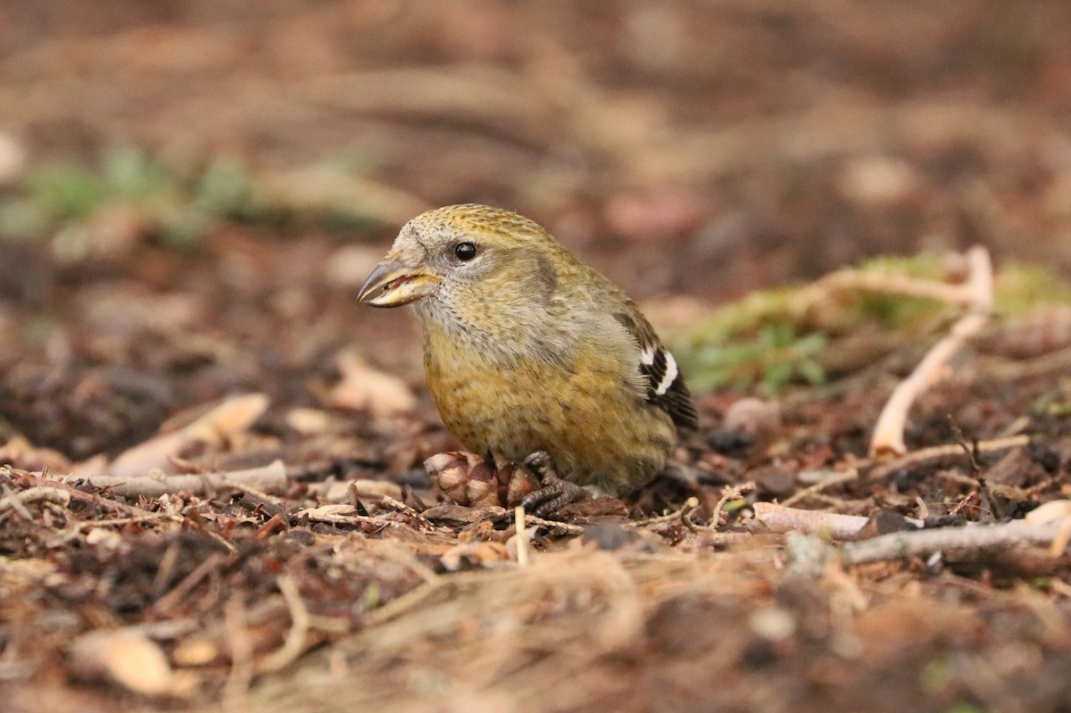 White-winged Crossbill - ML312423231