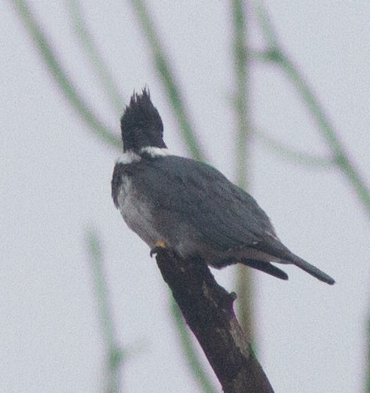 Belted Kingfisher - ML312425021