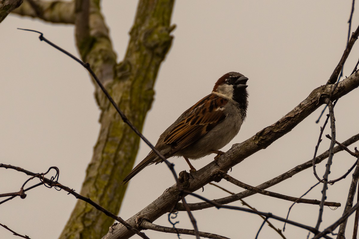 House Sparrow - Tom Ramsey