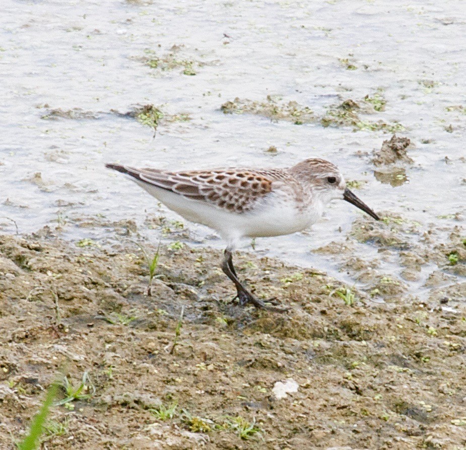 Western Sandpiper - ML31242651