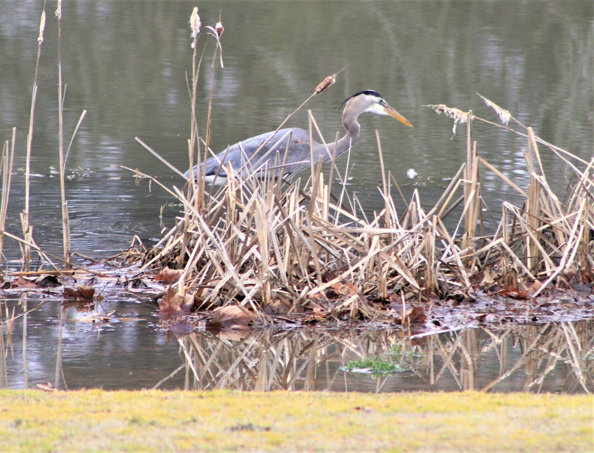 Great Blue Heron - ML312427101