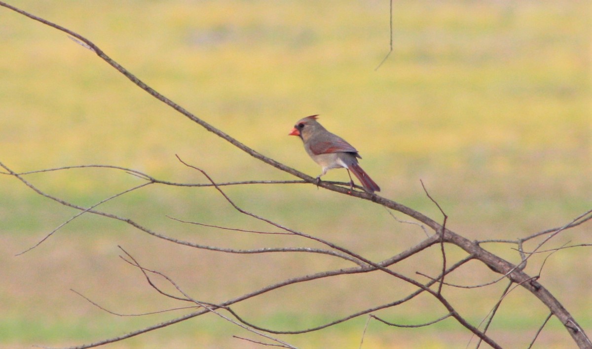 Northern Cardinal - ML312427691