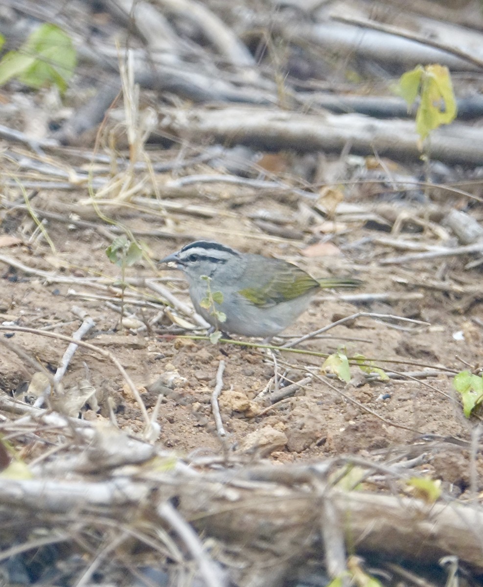 Tocuyo Sparrow - Howie Nielsen