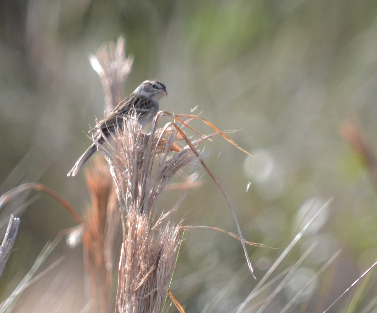 Chipping Sparrow - ML312429561