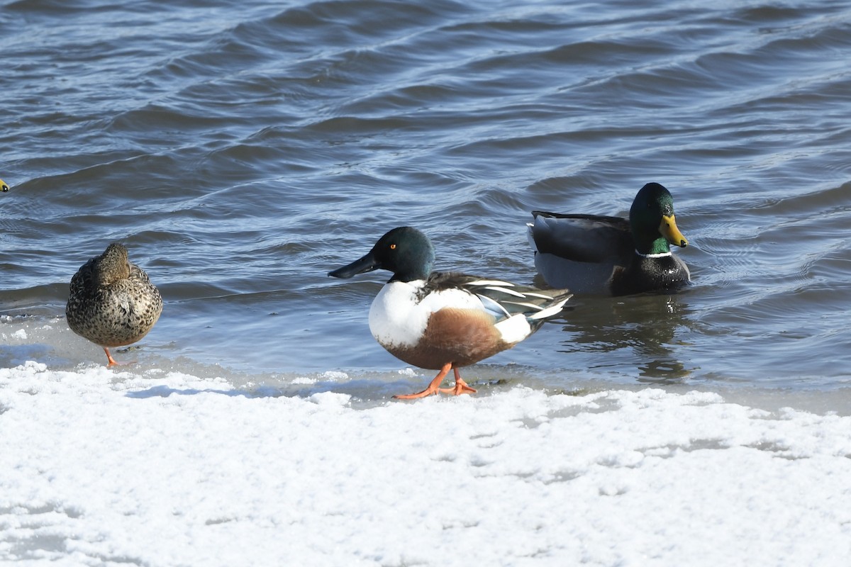 Northern Shoveler - Myron Peterson