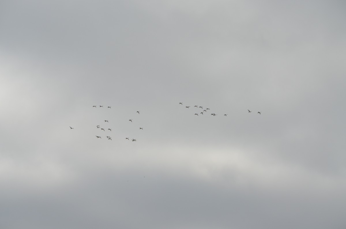 Tundra Swan - ML312435731