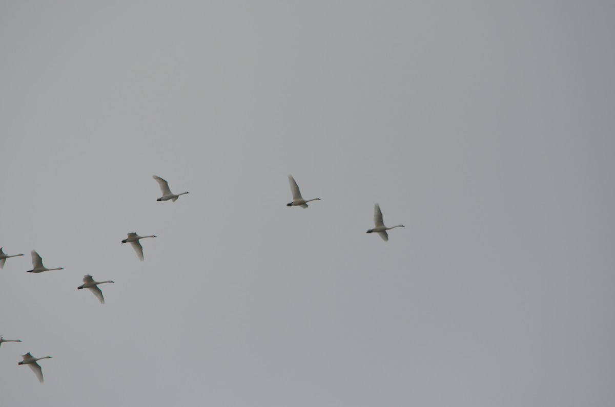 Tundra Swan - ML312436121