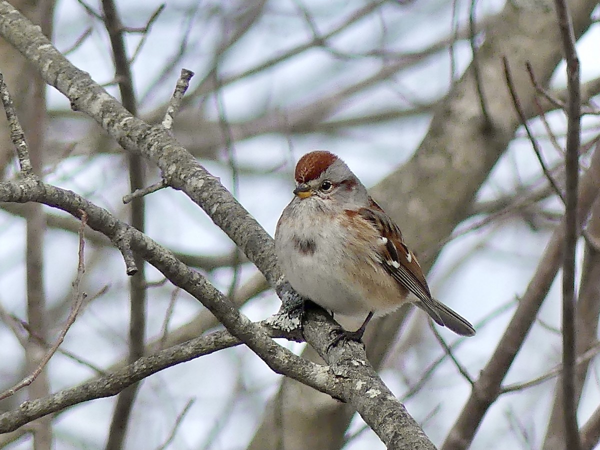 American Tree Sparrow - ML312436321