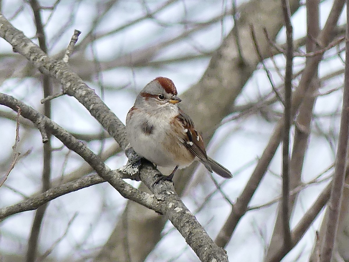 American Tree Sparrow - ML312436361